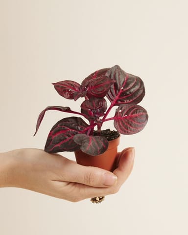 Bébé Herbstii Beefsteak plant Bloodleaf