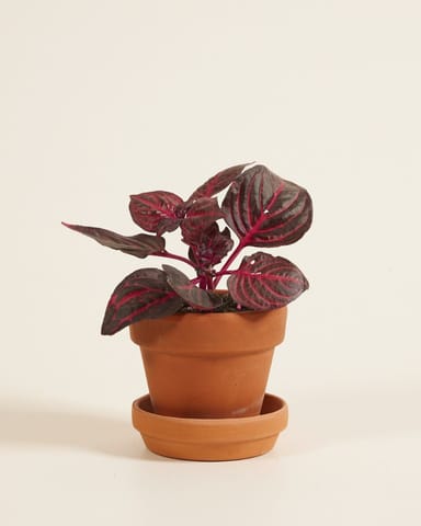 Bébé Herbstii Beefsteak plant Bloodleaf