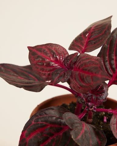 Bébé Herbstii Beefsteak plant Bloodleaf