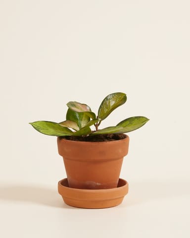 Baby Hoya Wax plant Australis Lisa
