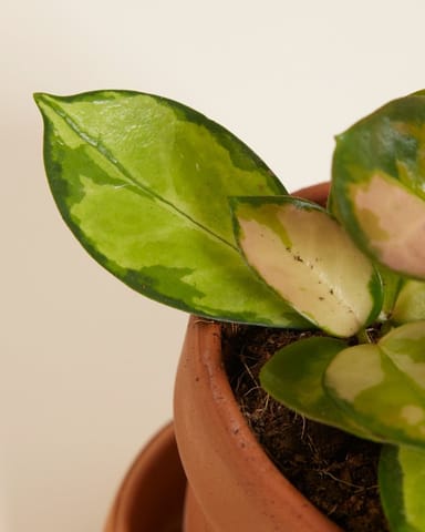 Baby Hoya Wax plant Australis Lisa