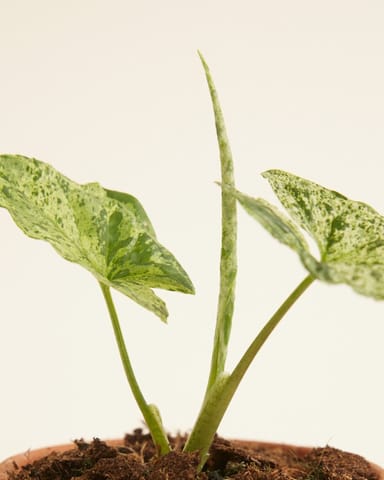 Baby Syngonium Mottled