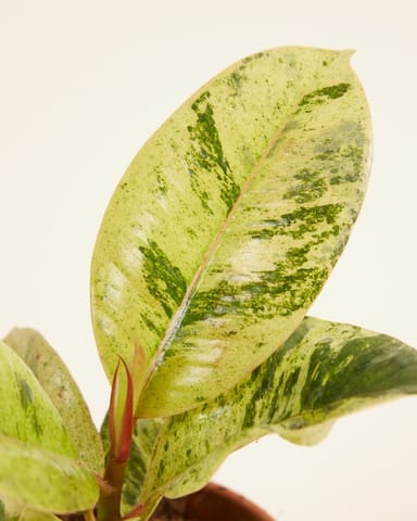 Baby Ficus Rubberboom Shivereana Moonshine