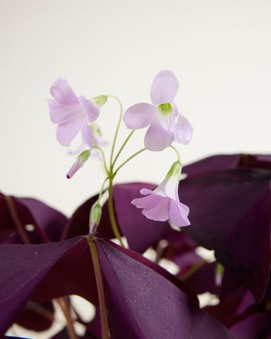 Baby Oxalis Oxalis Tuber - Triangularis 'Sunny'