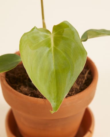 Baby Philodendron Filodendro McDowell