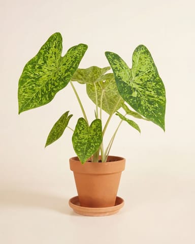 Baby Caladium Kaladie Caladium Tuber - Frog in a Blender