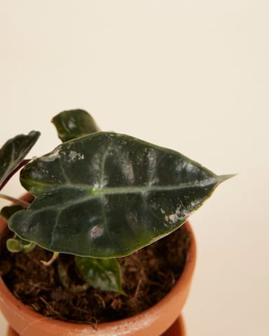 Baby Alocasia Elephant Ears Polly Variegated