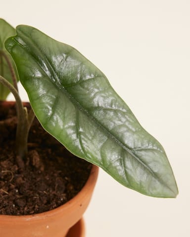 Baby Alocasia Elephant Ears Heterophylla 