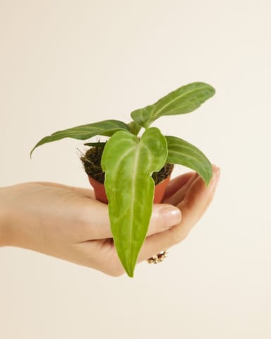 Bébé Anthurium Langue de feu Villenaorum