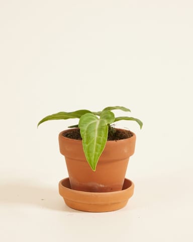 Bébé Anthurium Langue de feu Villenaorum