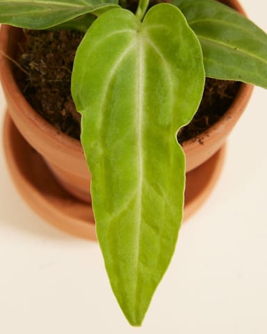 Bébé Anthurium Langue de feu Villenaorum