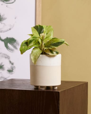 Baby Calathea Pauwenplant Yellow Fusion