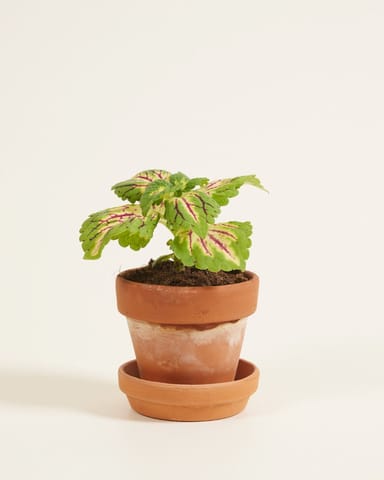 Baby Coleus Siernetel Spacecake 