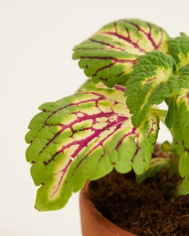 Baby Coleus Siernetel Spacecake 