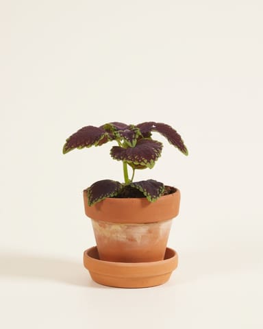 Baby Coleus Spurflower 'Main Street Abbey Road'