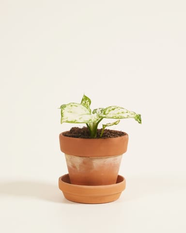 Bébé Aglaonema Aglaonème Snowflake