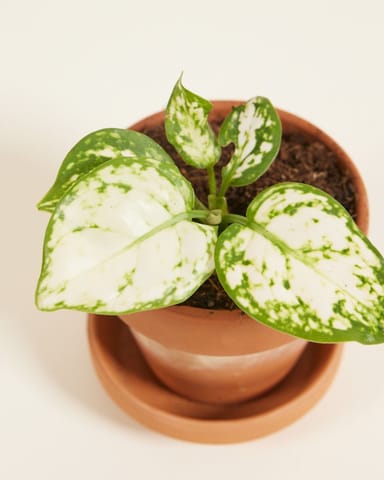 Bébé Aglaonema Aglaonème Snowflake