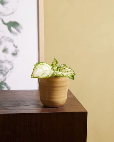Bébé Aglaonema Aglaonème Snowflake