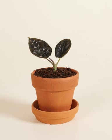 Baby Alocasia Olifantsoor Infernalis 