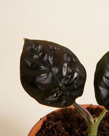Baby Alocasia Olifantsoor Infernalis 
