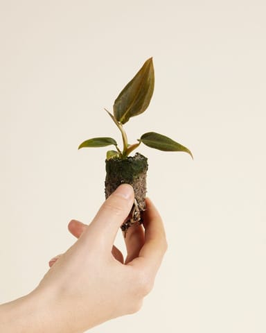 Bébé Philodendron Gigas 