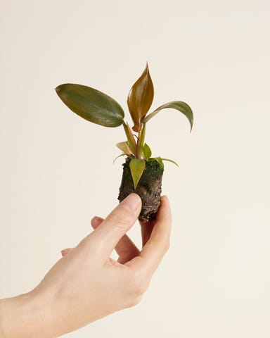 Bébé Philodendron Florida Bronze