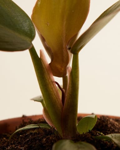 Bébé Philodendron Florida Bronze
