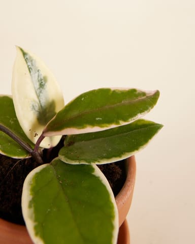 Baby Hoya Fiore di cera Flamingo Dream 'Star of Java'
