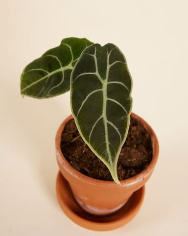 Baby Alocasia Watsonia