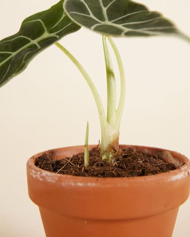 Baby Alocasia Watsonia