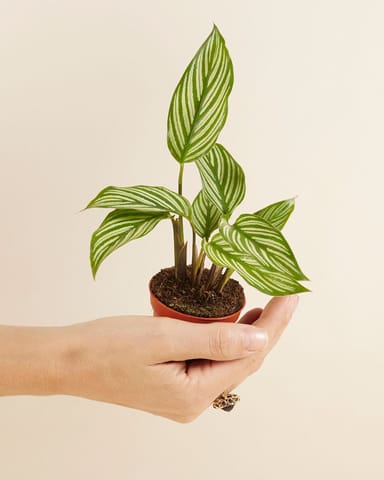 Baby Calathea Pauwenplant Vittata