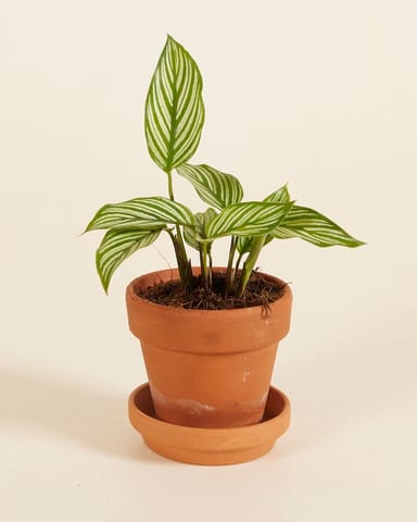 Baby Calathea Pauwenplant Vittata