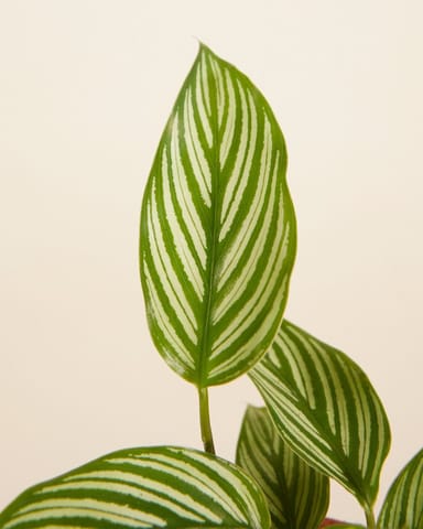 Baby Calathea Pauwenplant Vittata