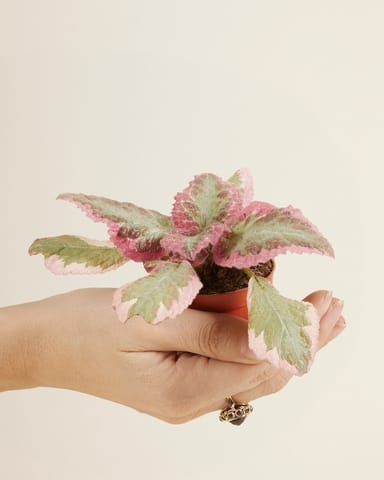 Baby Episcia Pink Brocade