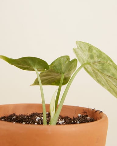 Baby Alocasia Dragon Scale Mint Variegated
