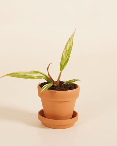 Baby Philodendron Caramel Marble