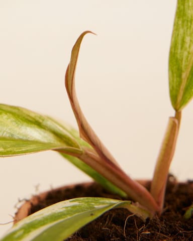 Baby Philodendron Caramel Marble