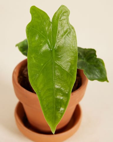 Bebé Alocasia Elephant Ears Nycteris Batwing