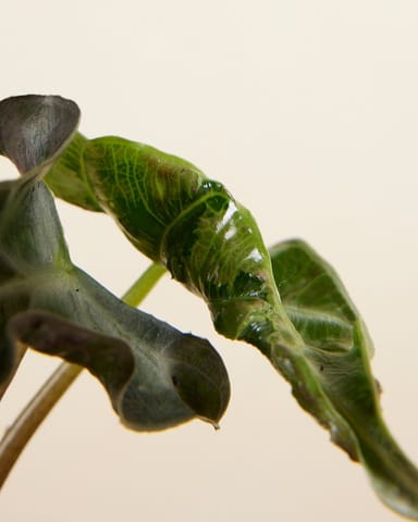 Bebé Alocasia Elephant Ear Loco