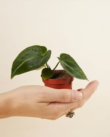 Bébé Anthurium Forgetii