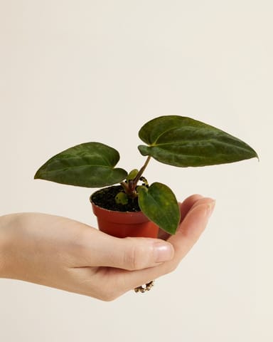 Baby Anthurium Papillilaminum x Dark Phoenix