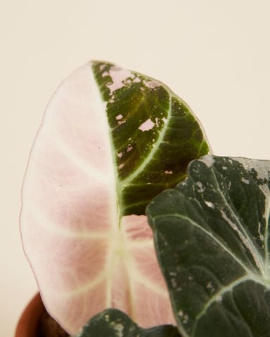 Baby Alocasia Elephant Ear Black Velvet Pink Albo Variegated  (B-grade)
