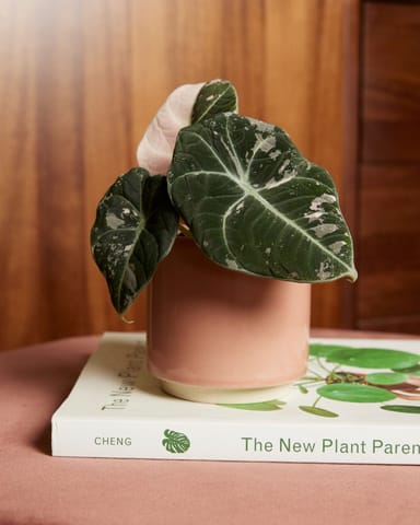 Baby Alocasia Elephant Ear Black Velvet Pink Albo Variegated  (B-grade)