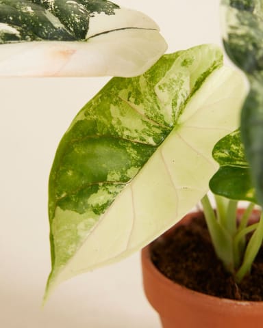 Baby Alocasia Dragon Scale Albo Variegated