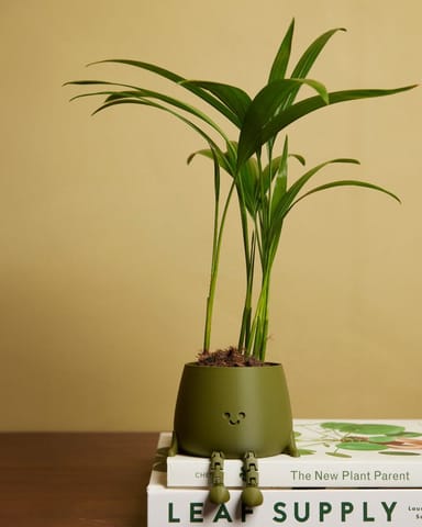 Bebé Dypsis Butterfly Palm Lutescens
