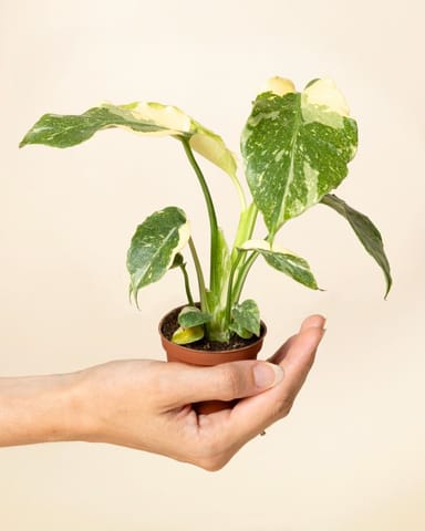 Baby Monstera Swiss Cheese plant Thai Constellation NoID