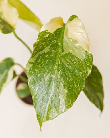 Baby Monstera Swiss Cheese plant Thai Constellation NoID