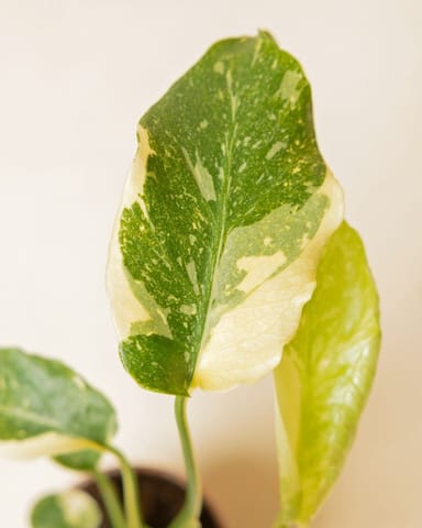 Baby Monstera Swiss Cheese plant Thai Constellation NoID