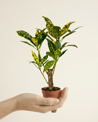 Bebé Codiaeum Crotón Variegatum Aucubaefolia