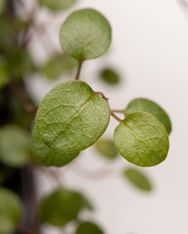 Baby Muehlenbeckia Drahtstrauch Complexa
